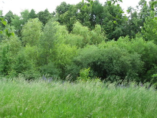 grass field near a forest