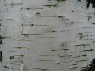 Birch bark