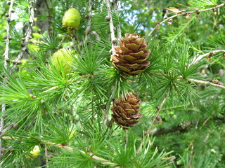 pine cone on a branch