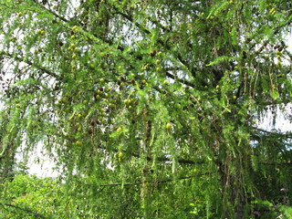 tree in the garden