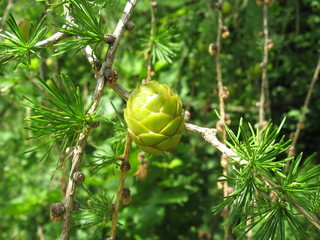 pine cone on tree