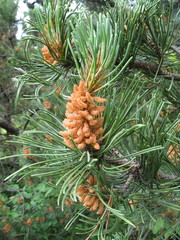 pine cone on a branch