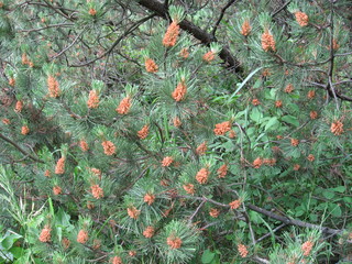 pine cone on a branch