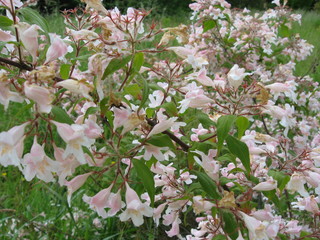 pink flowers in the garden