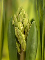 Obraz premium hyacinth bud on a green blurry background.