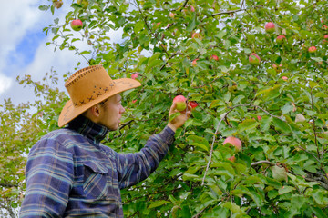 male farmer in a plaid shirt and a cowboy hat picks a crop of ripe apples in a wicker basket