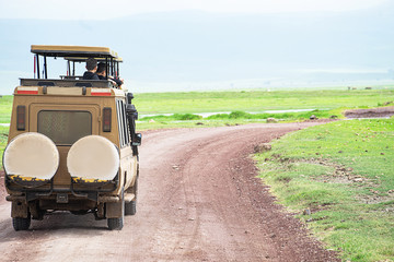 Tourists from utility vehicle jeep look the wild animals in wildlife on jeep safari.