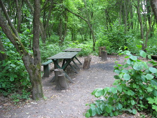 bench in the forest