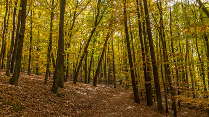 Fototapeta premium Herbst