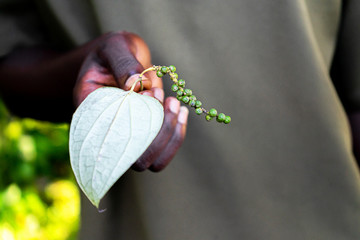 African person's hand holding an exotic plant blask pepper on tropical summer background. © IrynaV