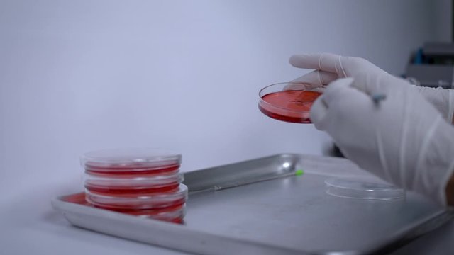 Scientist working, Male scientist hands working in the lab with culture medium and inoculation loop.