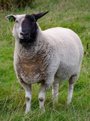 Fototapeta premium Not amused sheep