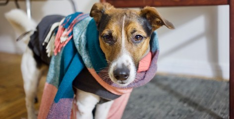 Adorable young Jack Russel Terrier indoors ready for the outdoors in warm outfit