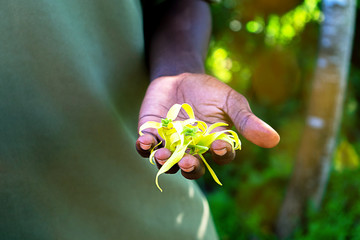 African person's hand holding an exotic plant blask pepper on tropical summer background. © IrynaV