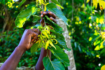 Close-up of african person's hand holding an exotic plant blask pepper on tropical summer background. Travel concept. Selective focus. © IrynaV