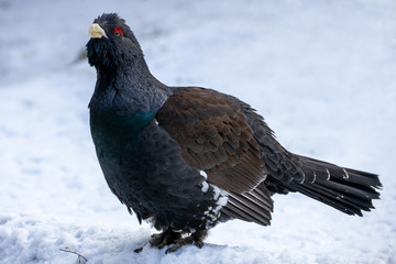 Ein Auerhahn in der Frontale im Schnee