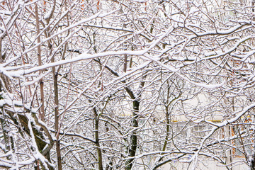 Winter background of branches
