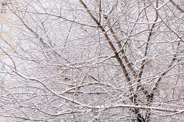 Winter background of branches