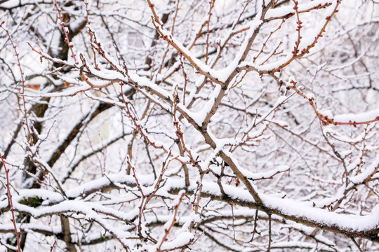 Winter background of branches