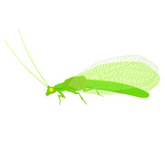 Lacewing flat vector illustration on white transparent background. Useful insect for organic farming.