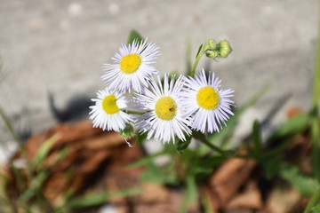 Daisy, four white flowers with buds with a blurred background