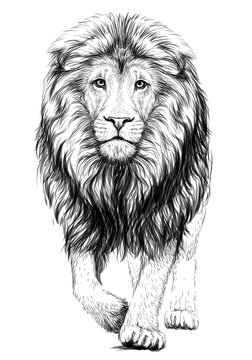Page 2 | Lion Sketch Images - Free Download on Freepik-gemektower.com.vn