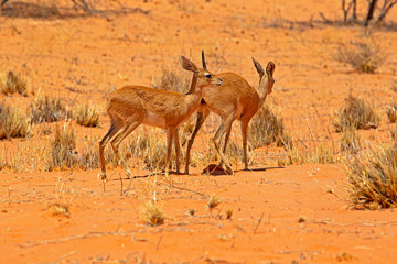 Pre-mating behaviour two steenbok antelope
