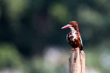 white throat kingfisher