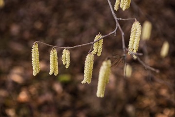 Fototapeta premium branch with hazelnut pollen