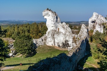 wielbłąd Jura © witan