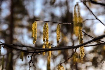 branch with hazelnut pollen