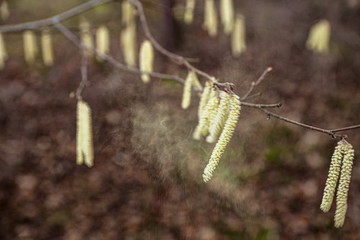 branch with hazelnut pollen