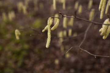 branch with hazelnut pollen