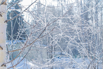Hoar frost covering bare tree branches on a sunny Winter day.