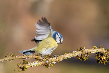 Blaumeise in Frühlingssonne
