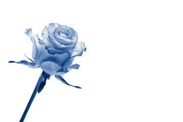 Blue rose flower isolated on white background. Rose toned in trendy Classic Blue color