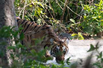 Bengal tiger drinking water and looking at you and territory Marking