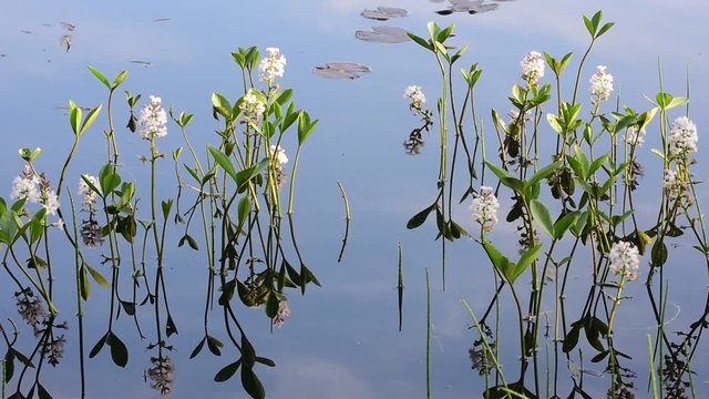 Buckbean / Bogbean (Menyanthes trifoliata) in flower in pond