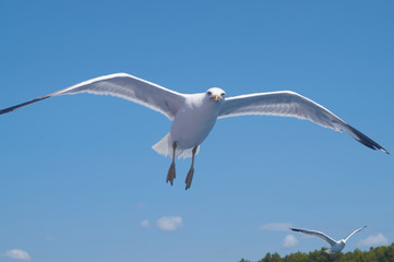 Seagull in the air looking angry