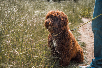 Fototapeta premium Spanish water dog being on guard.