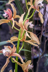 Vintage themed moth orchids growing on green thin branch on garden background. Warm toned photo shot in natural light at botanical gardens.