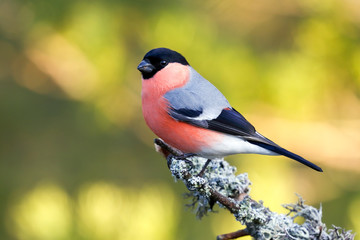 Eurasian bullfinch