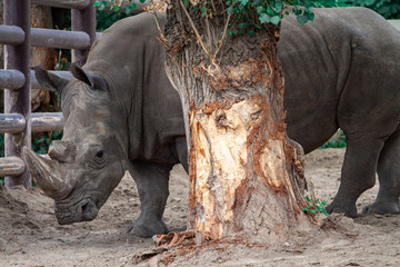 Fototapeta premium Big black rhino in nature close-up. Rinocerotidae Disorns. A huge dangerous wild rhinoceros attacks the victim with a horn.
