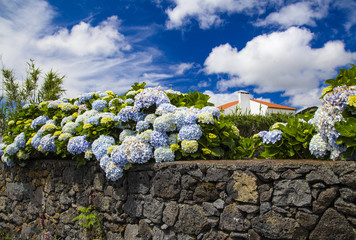 Blue hydrangea on the volcanic black stone fence, Sao Miguel, Azores