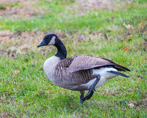 Anitre al pascolo in Riverside County Park - North Arlington 