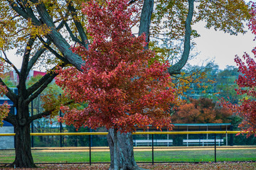 I colori dell'autunno in Riverside County Park - North Arlington