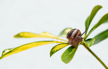 Common garden snail crawling on green leaf of plant