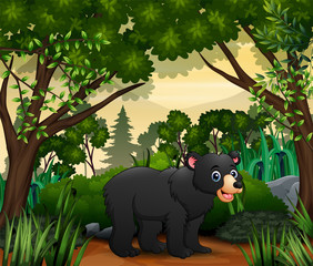 Cute a bear walking in the jungle