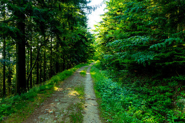 Fototapeta na wymiar Footpath in a beautiful green forest.