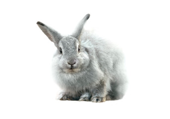 Cute grey fluffy rabbit isolated on white background